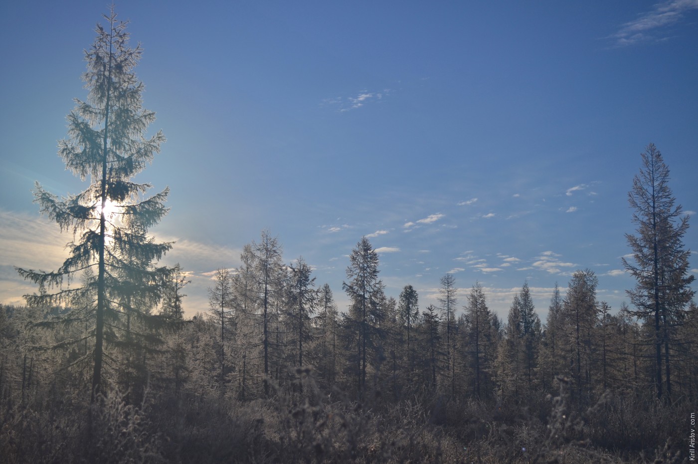 Ночной заморозок покрыл деревья инеем, Location: Рядом с рекой Средняя Ларба и посёлком Ларба. Тындинский район, Амурская область, Россия.